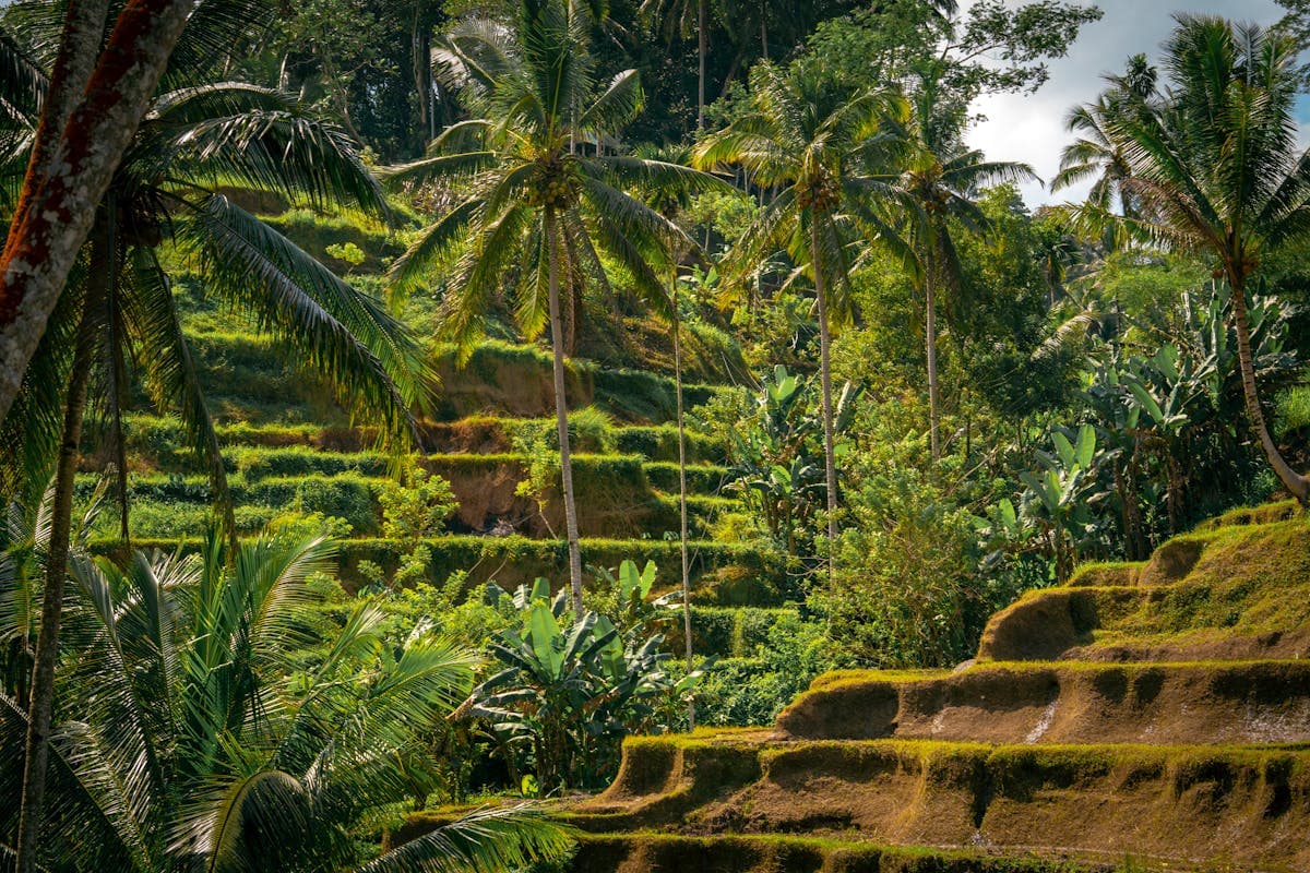 Tegalalang rice terraces near Ubud, stepped paddies descending into a jungle valley, the photo that sells Bali to every couple