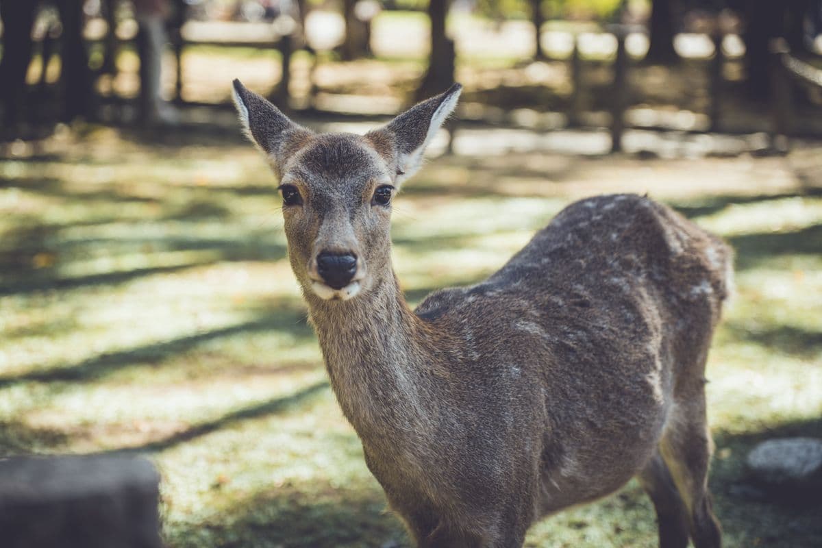 A Nara sika deer gazes directly at the camera, wild deer roam freely throughout the park