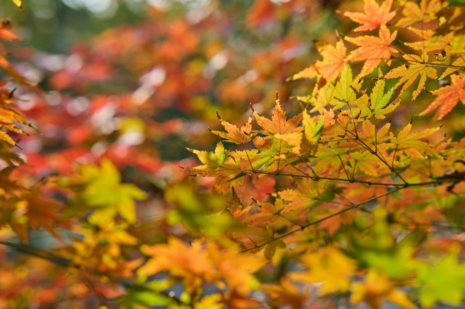 Maple branches turned scarlet and gold