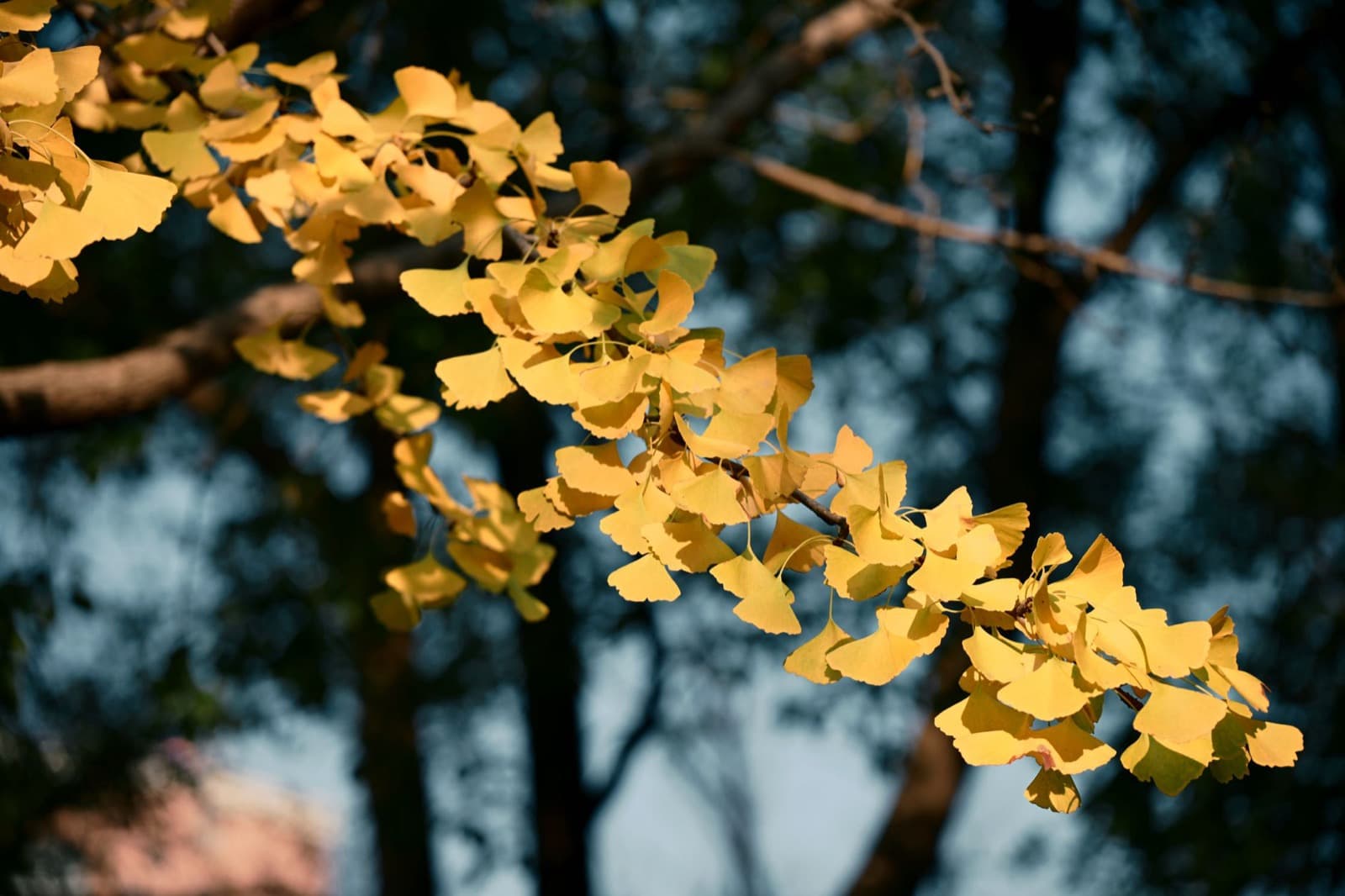 Ginkgo branches turned bright yellow